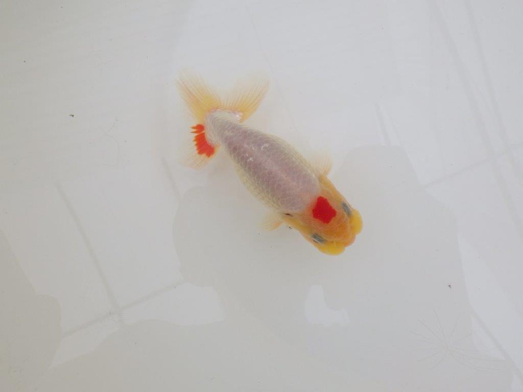 【なおちん金魚氏】レア！丹頂柄の二歳らんちゅう約12㎝オス