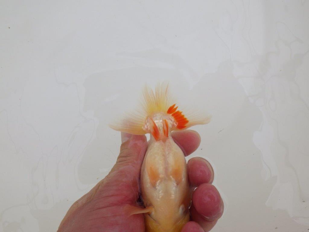 【なおちん金魚氏】レア！丹頂柄の二歳らんちゅう約12㎝オス