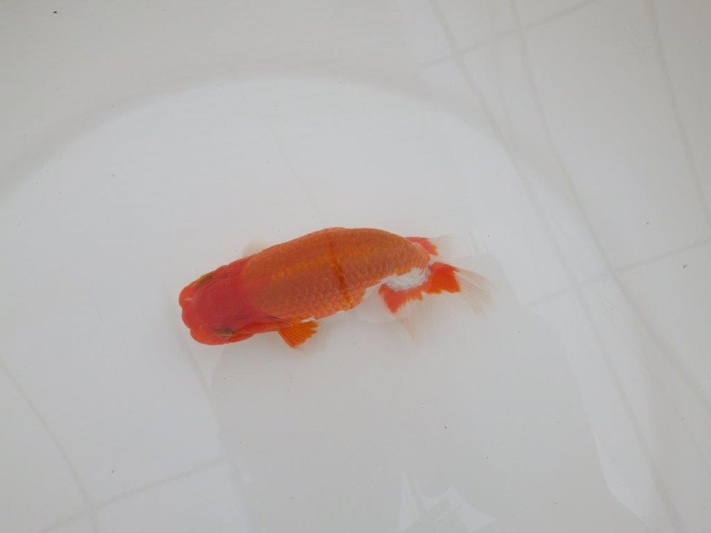 【なおちん金魚氏】水槽映えする色合い二歳らんちゅう約12,5㎝オス