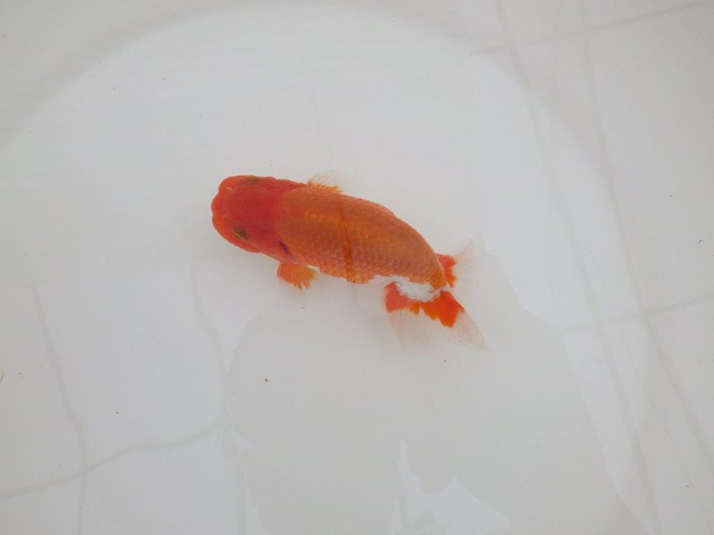 【なおちん金魚氏】水槽映えする色合い二歳らんちゅう約12,5㎝オス