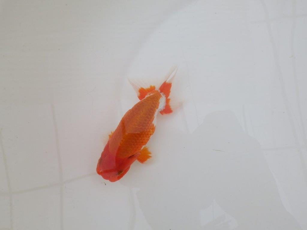 【なおちん金魚氏】水槽映えする色合い二歳らんちゅう約12,5㎝オス