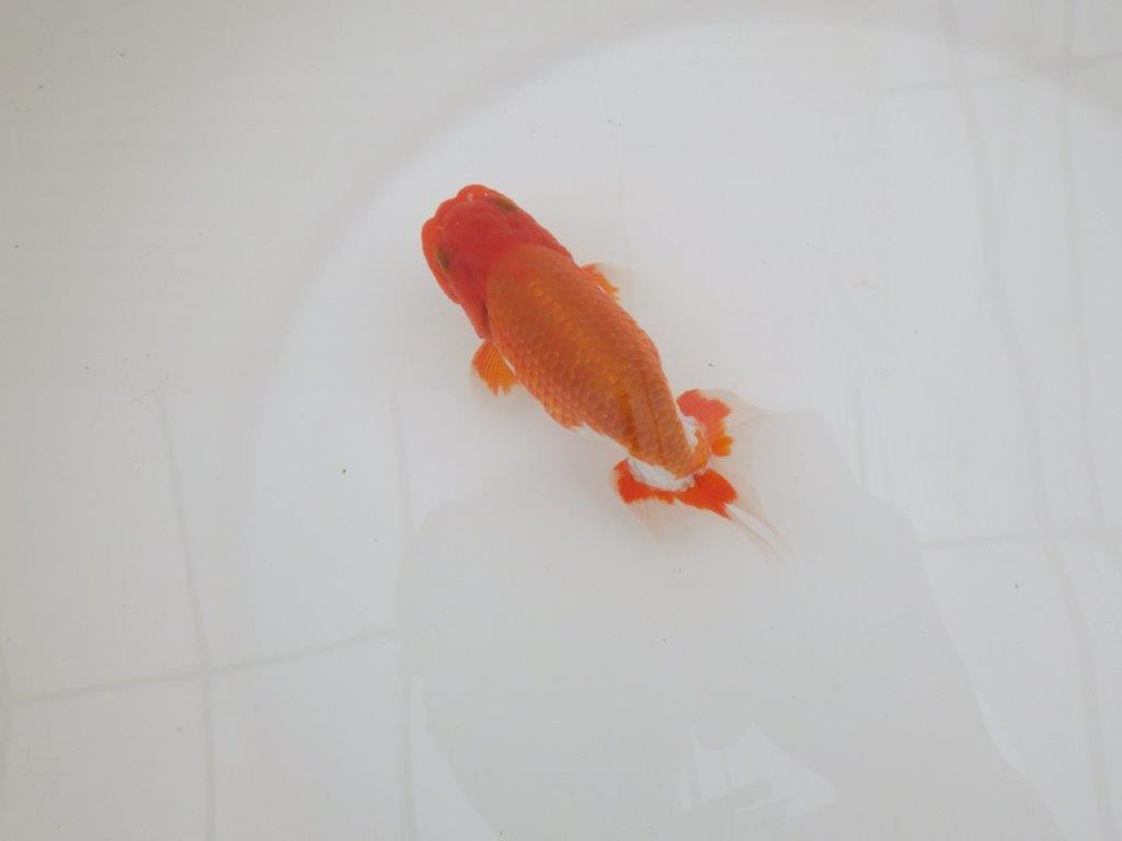 【なおちん金魚氏】水槽映えする色合い二歳らんちゅう約12,5㎝オス