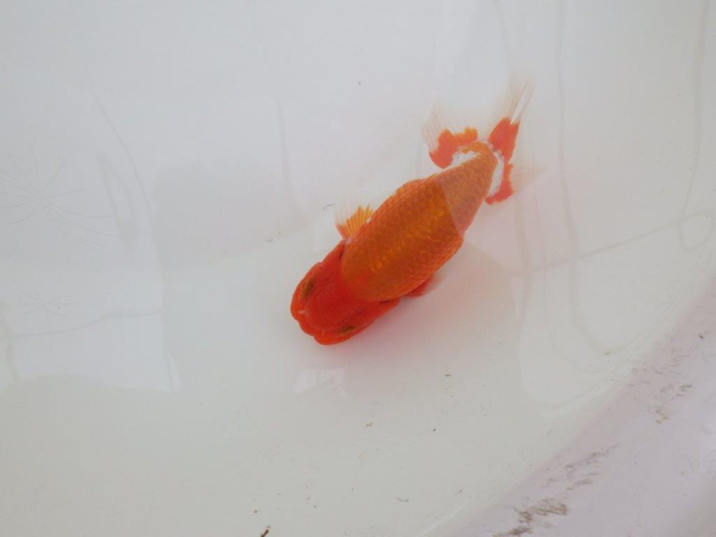 【なおちん金魚氏】水槽映えする色合い二歳らんちゅう約12,5㎝オス