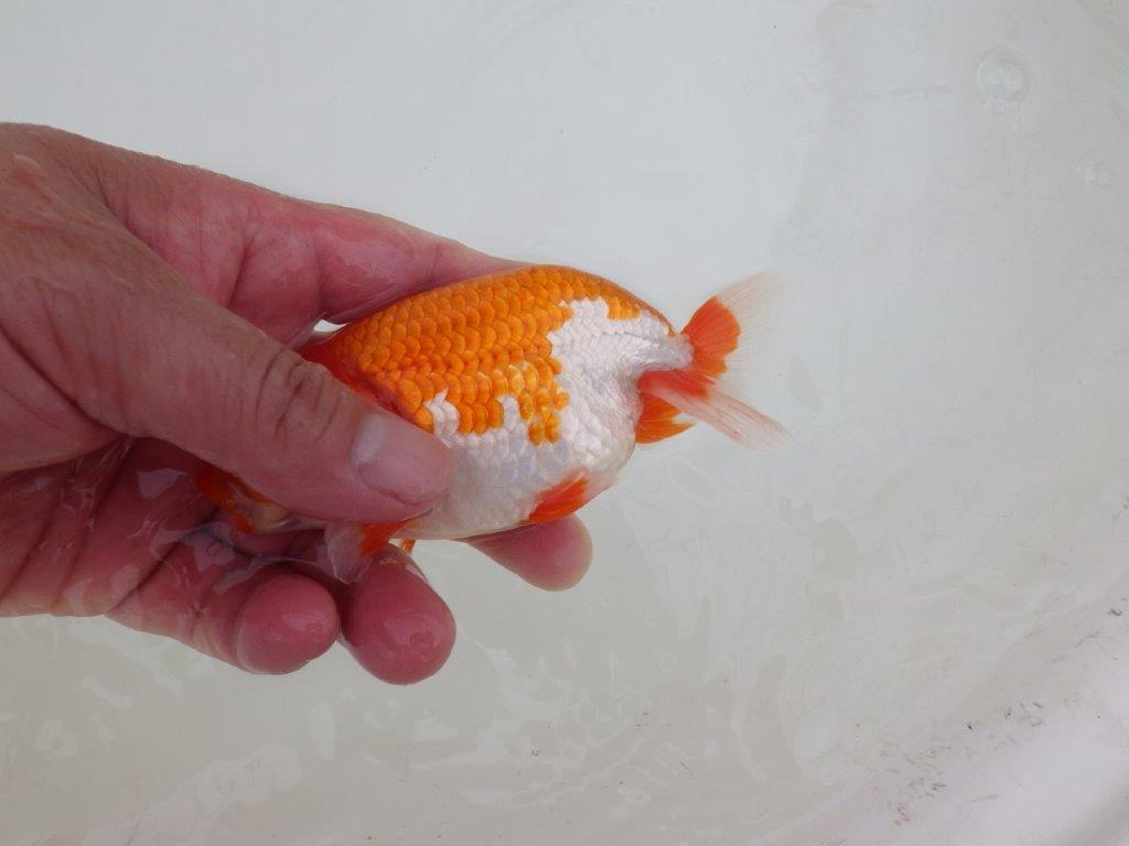 【なおちん金魚氏】水槽映えする色合い二歳らんちゅう約12,5㎝オス