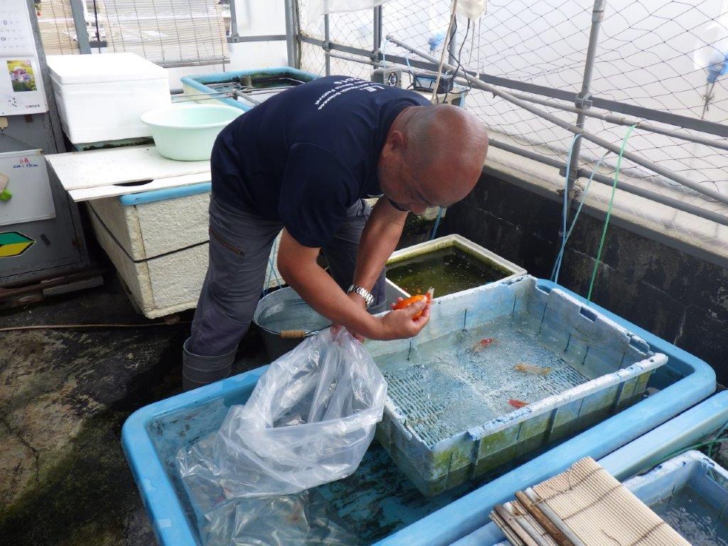【なおちん金魚氏】水槽映えする色合い二歳らんちゅう約12,5㎝オス