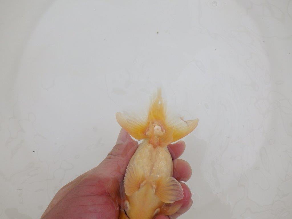 【なおちん金魚氏】激レア！真っ白二歳らんちゅう約13㎝オス