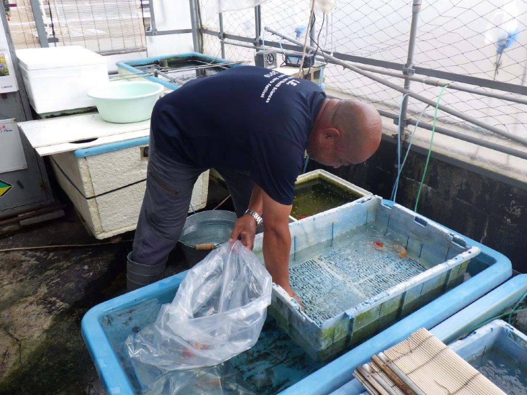 【なおちん金魚氏】激レア！真っ白二歳らんちゅう約13㎝オス