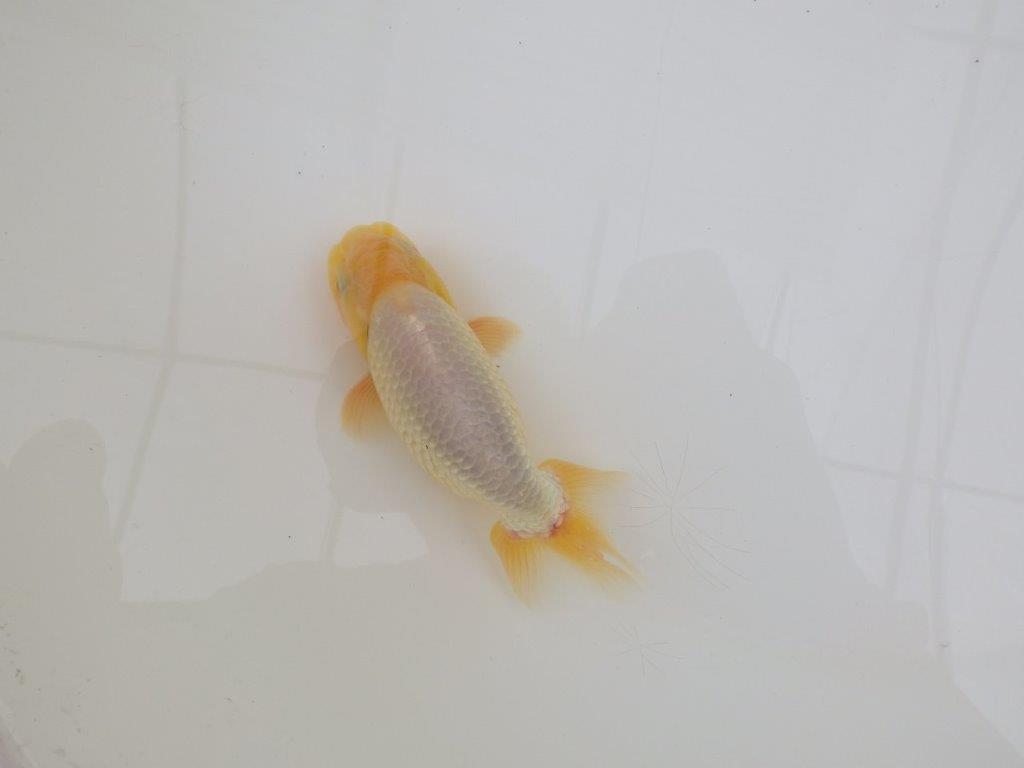 【なおちん金魚氏】激レア！真っ白二歳らんちゅう約13㎝オス