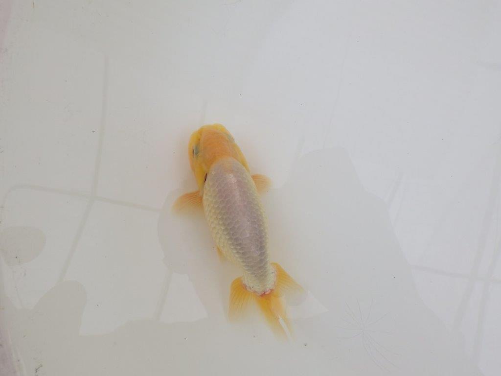 【なおちん金魚氏】激レア！真っ白二歳らんちゅう約13㎝オス