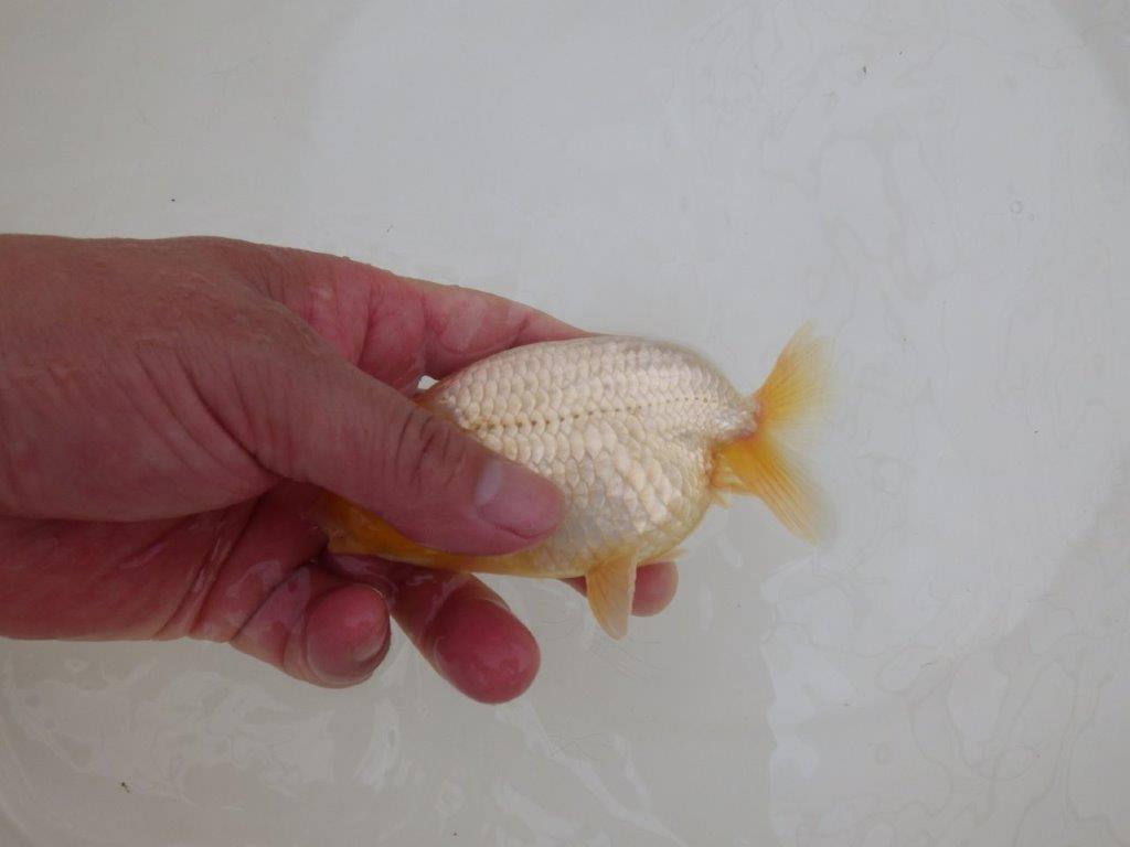 【なおちん金魚氏】激レア！真っ白二歳らんちゅう約13㎝オス