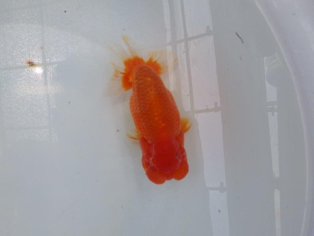 【岐阜フンタンブリーダー】太くたくましい姿の二歳らんちゅう約14,5㎝メス