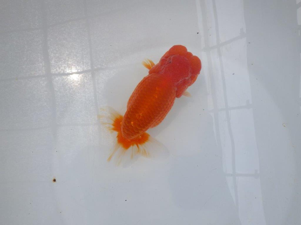 【岐阜フンタンブリーダー】太くたくましい姿の二歳らんちゅう約14,5㎝メス