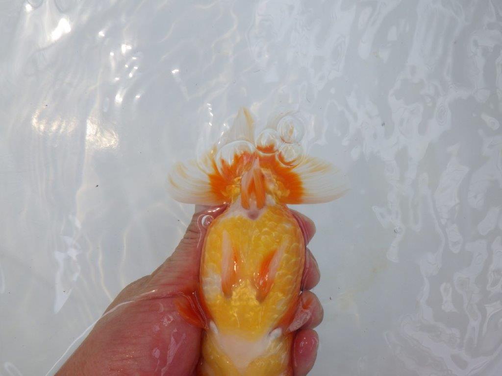 【岐阜フンタンブリーダー】太くたくましい姿の二歳らんちゅう約14,5㎝メス
