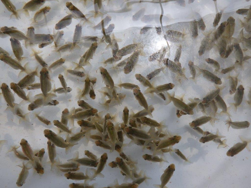 【岐阜フンタンブリーダー】沢山飼育したい方はこのセット!25尾セット約3,5㎝~