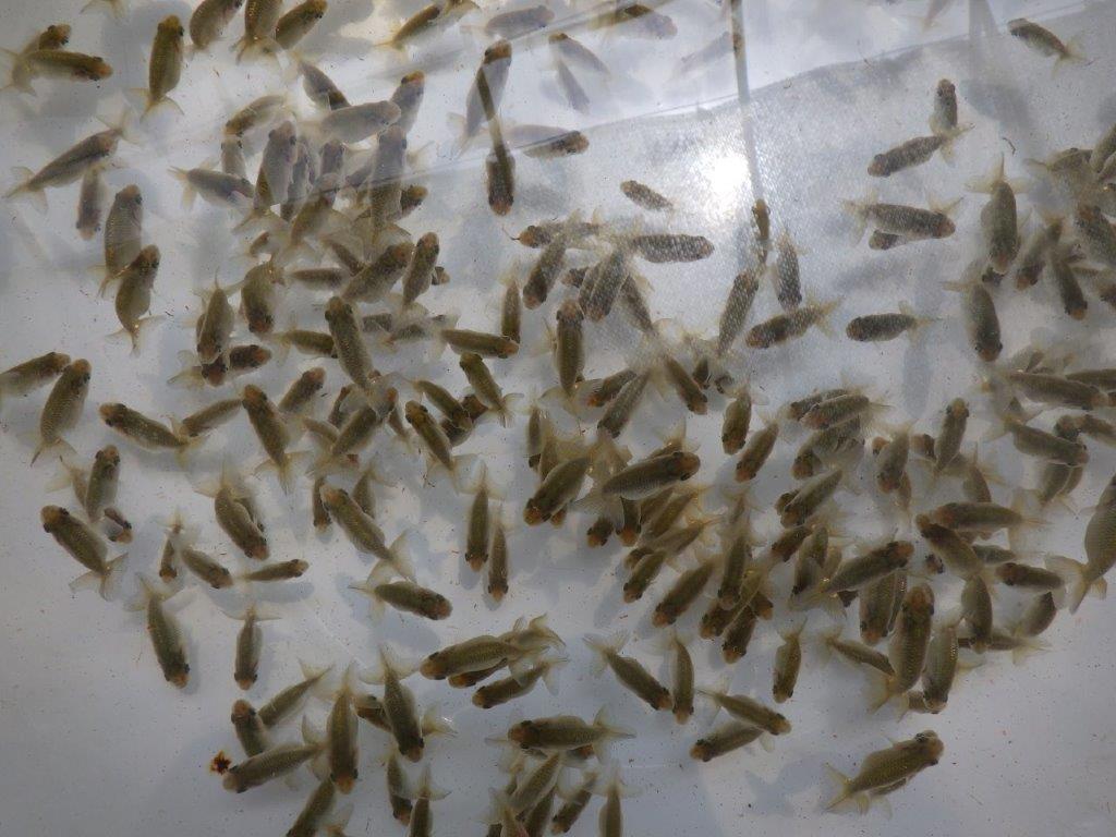 【岐阜フンタンブリーダー】１７９８９番よりワンランク上のセット！１０尾セット約3,5㎝~