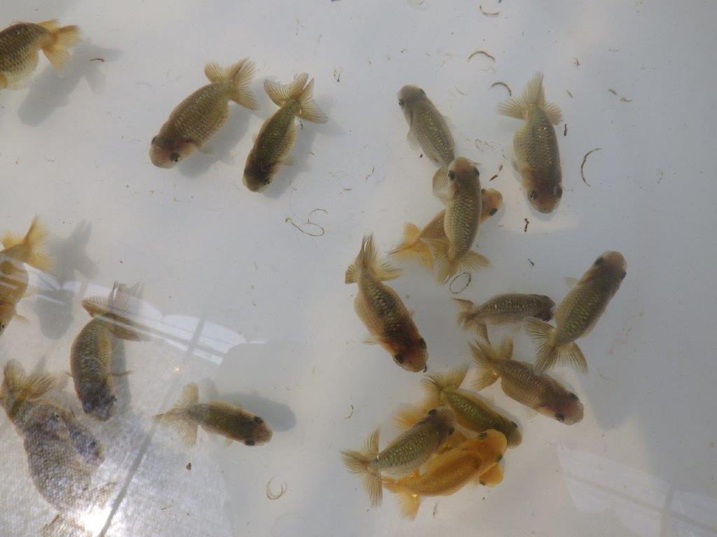 【岐阜フンタンブリーダー】ご鑑賞お勧め上質な５尾セット約6㎝~限定２