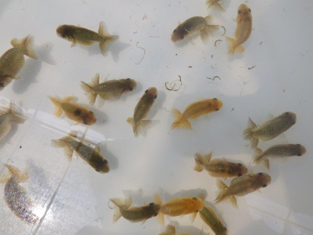 【岐阜フンタンブリーダー】ご鑑賞お勧め上質な５尾セット約6㎝~限定２