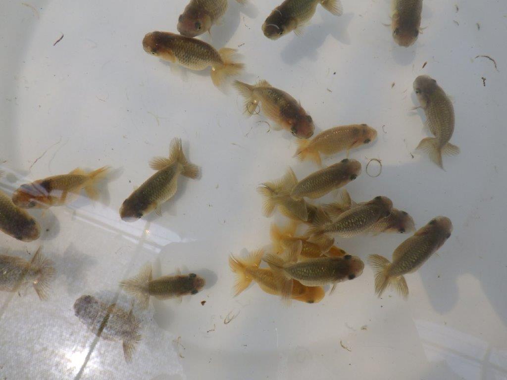 【岐阜フンタンブリーダー】ご鑑賞お勧め上質な５尾セット約6㎝~限定２