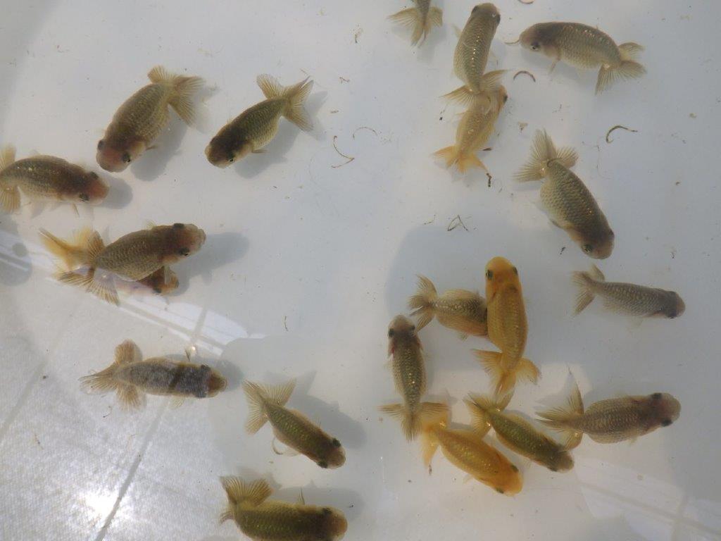 【岐阜フンタンブリーダー】ご鑑賞お勧め上質な５尾セット約6㎝~限定２