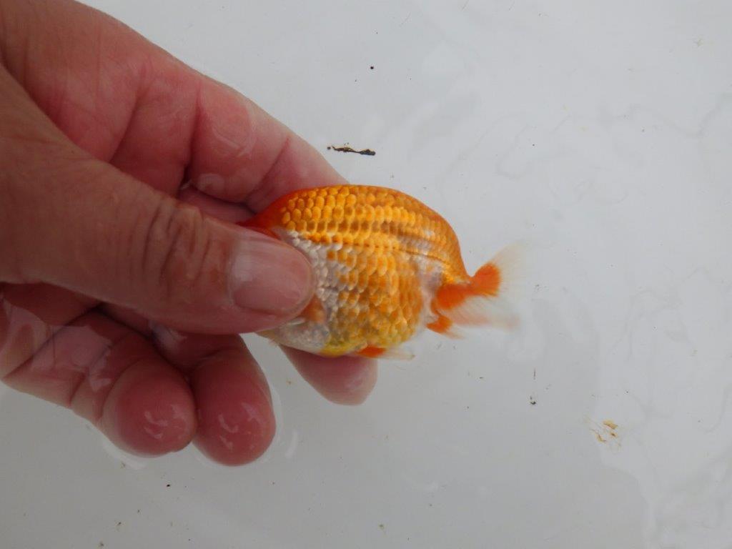【愛知M 様】柄が綺麗でご鑑賞お勧め当歳らんちゅう 約8,5㎝