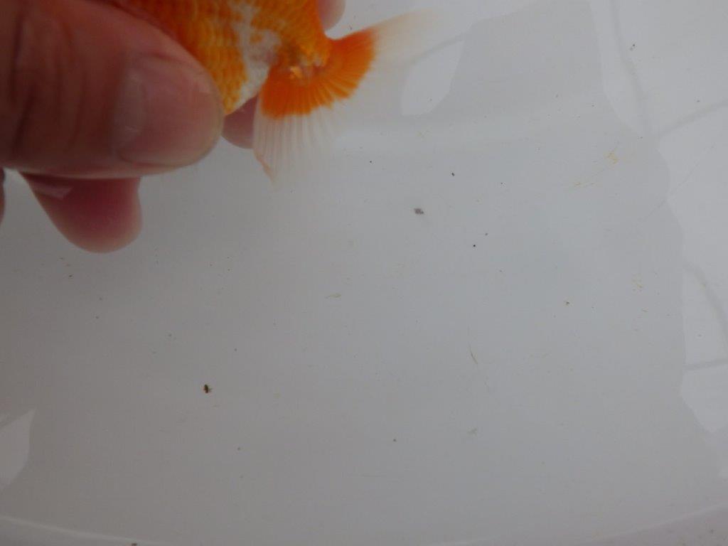 【愛知M 様】柄が綺麗でご鑑賞お勧め当歳らんちゅう 約8,5㎝