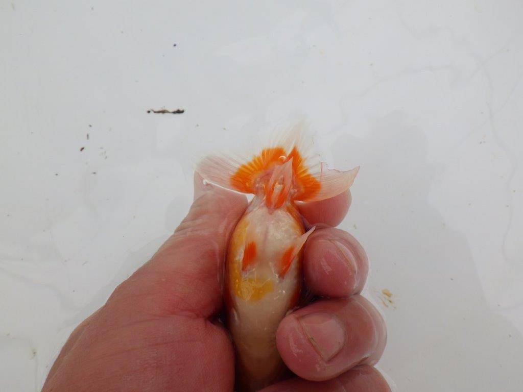 【愛知M 様】柄が綺麗でご鑑賞お勧め当歳らんちゅう 約8,5㎝