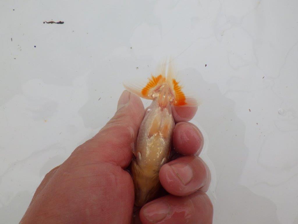 【愛知M 様】派手さのある綺麗な更紗でご鑑賞お勧め当歳らんちゅう 約8,5㎝
