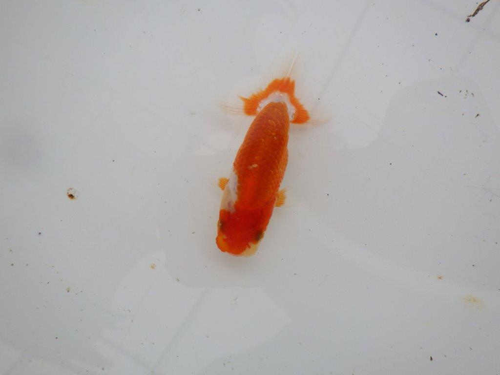 【愛知M 様】色艶が良く綺麗な更紗でご鑑賞お勧め当歳らんちゅう 約8,5㎝