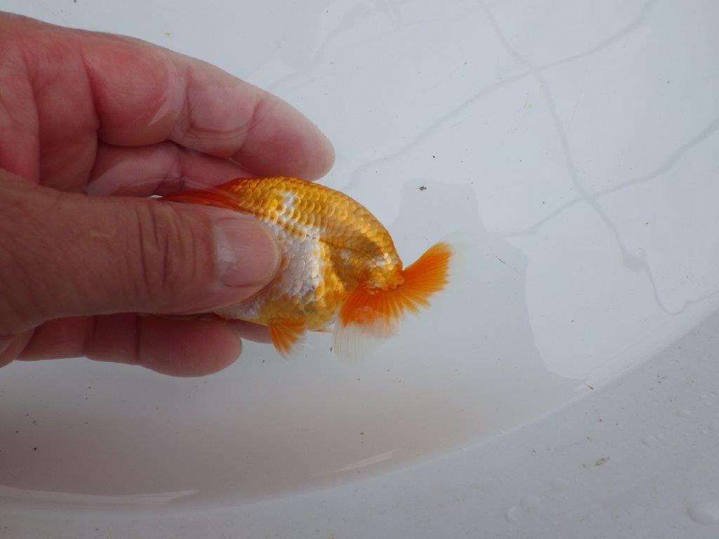 【愛知M 様】弐歳、親に向けて飼い込みお勧め上物当歳らんちゅう  約９㎝