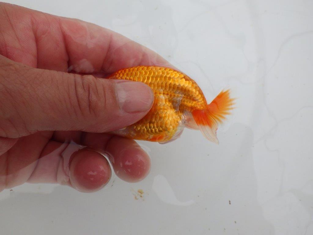 【愛知M 様】品評大会目指して飼い込み！上物当歳らんちゅう  約9,5㎝