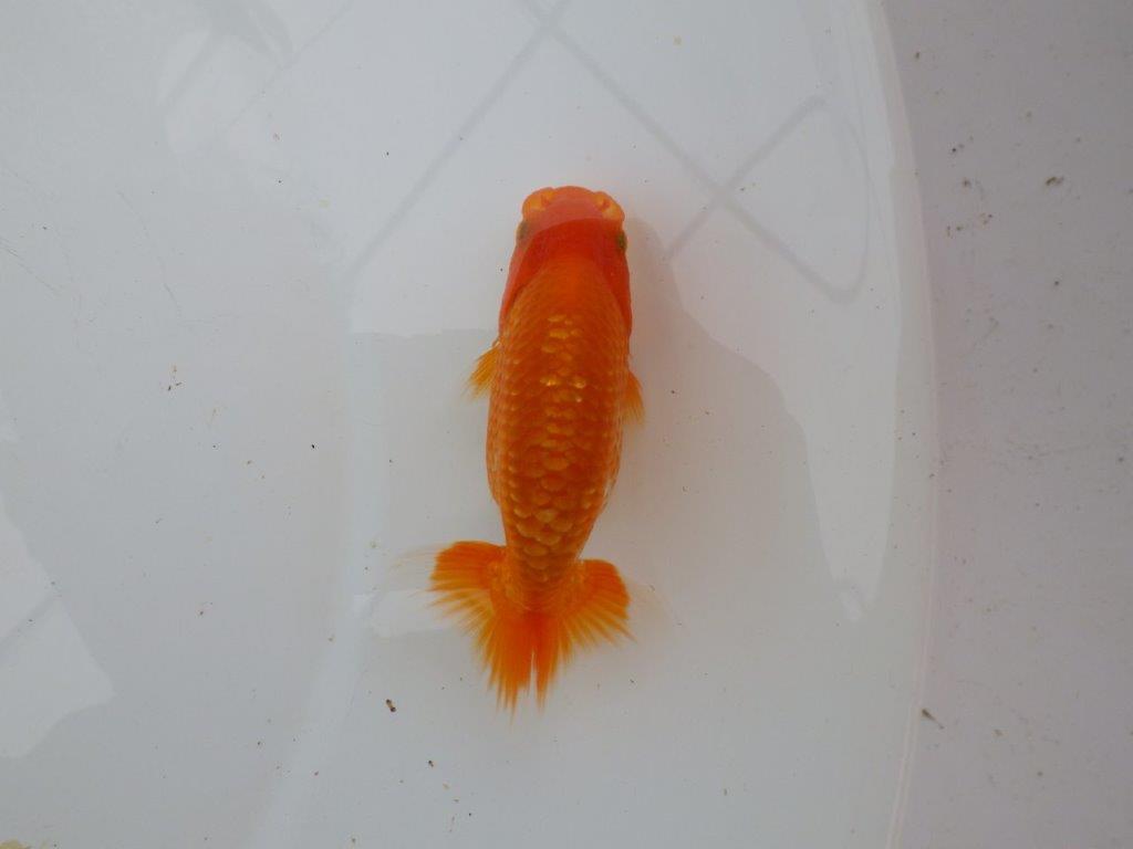 【愛知M 様】品評大会目指して飼い込み！上物当歳らんちゅう  約9,5㎝