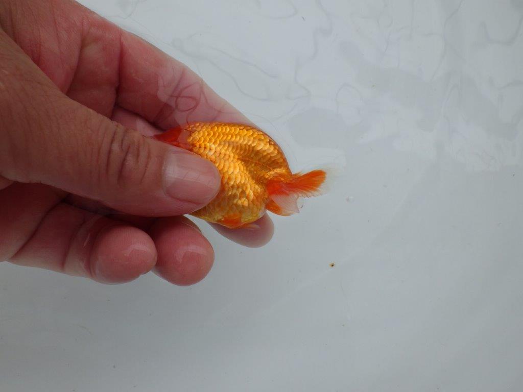 【愛知M 様作　当歳らんちゅう 期間限定販売】飼い込みおすすめ　約8,5㎝　性別不明