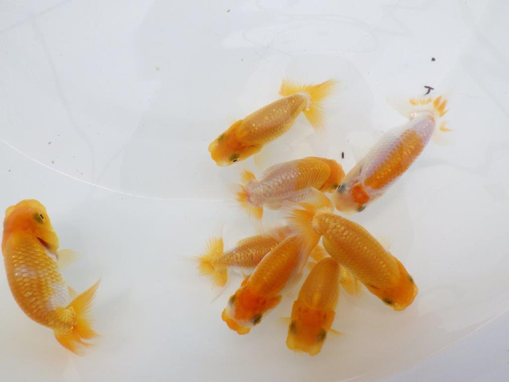【全国大会東大関獲得ブリーダー】研究会用の当歳らんちゅう５尾セット
