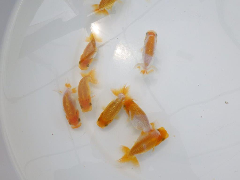 【全国大会東大関獲得ブリーダー】研究会用の当歳らんちゅう５尾セット