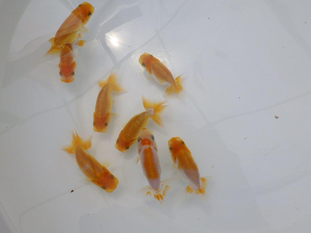 【全国大会東大関獲得ブリーダー】研究会用の当歳らんちゅう５尾セット