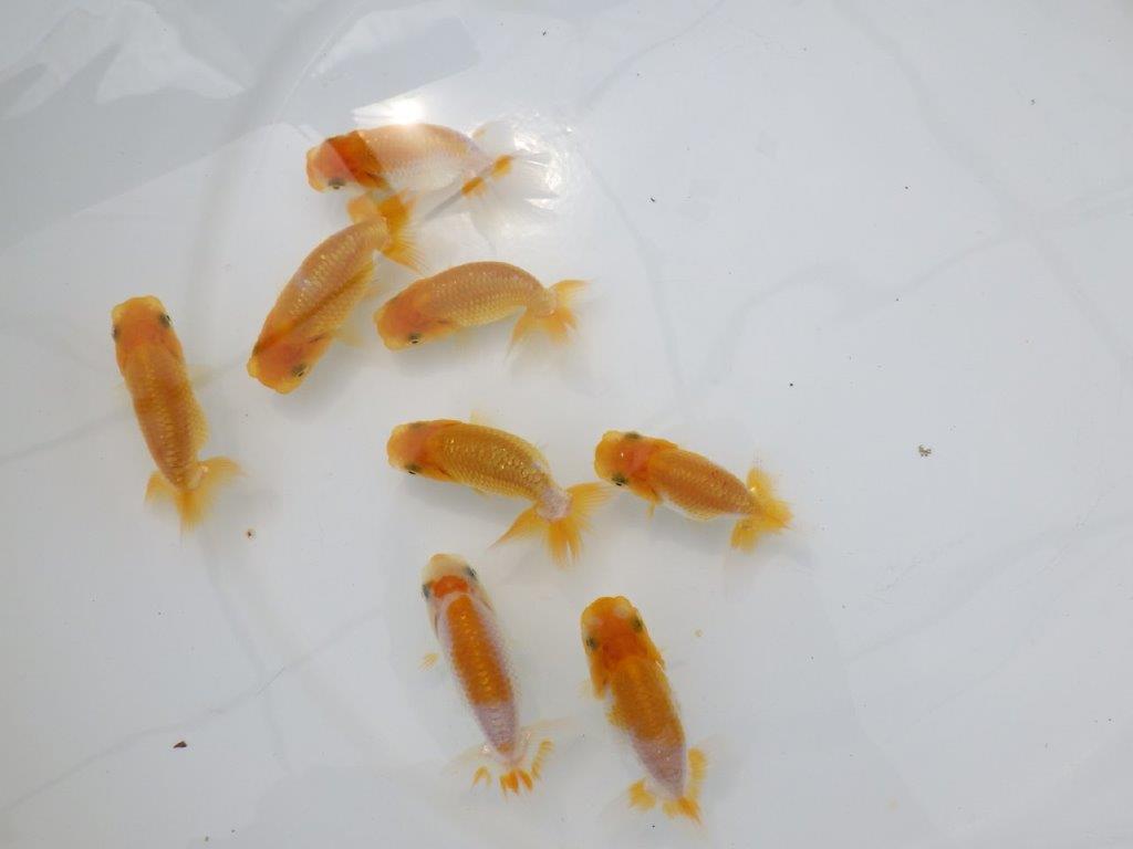 【全国大会東大関獲得ブリーダー】研究会用の当歳らんちゅう５尾セット