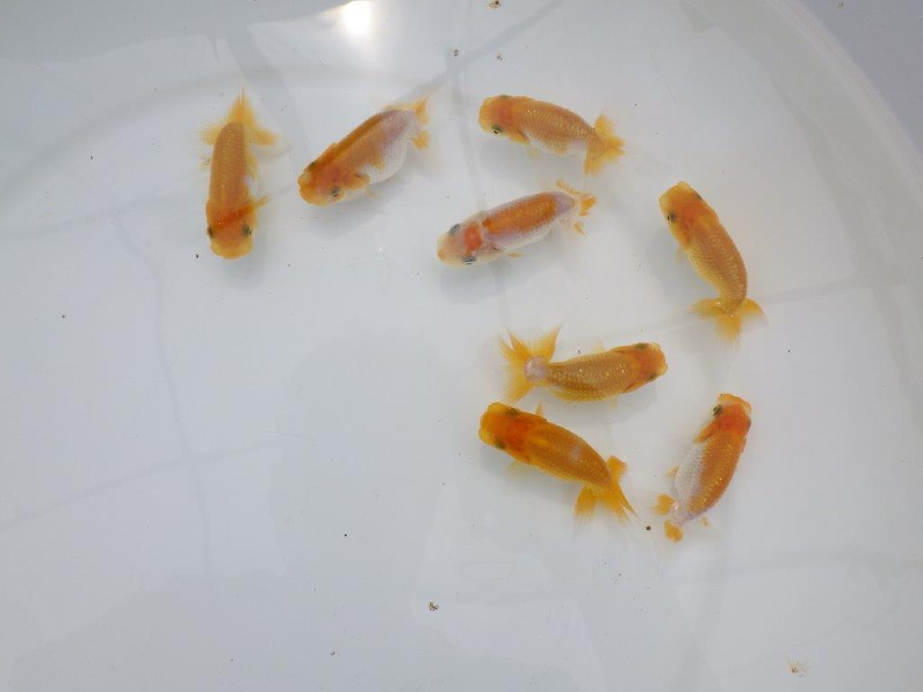 【全国大会東大関獲得ブリーダー】研究会用の当歳らんちゅう５尾セット