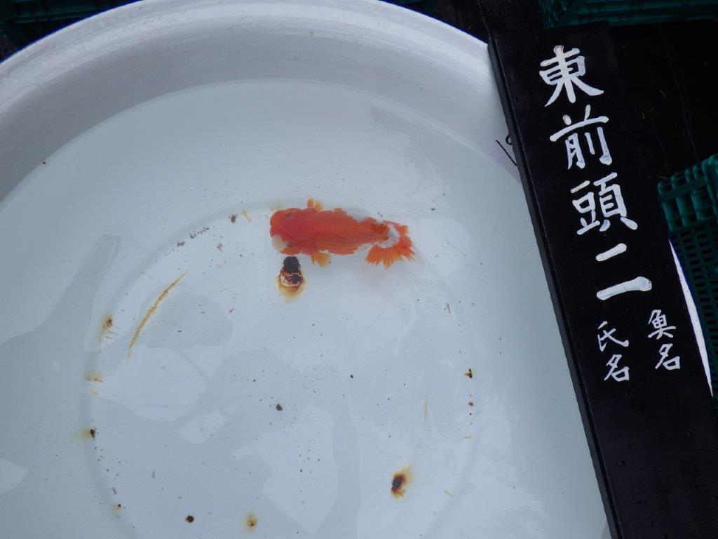 【浜松 錦友会 二歳会 東前頭二】派手な更紗でお楽しみください。愛知　清田良也氏