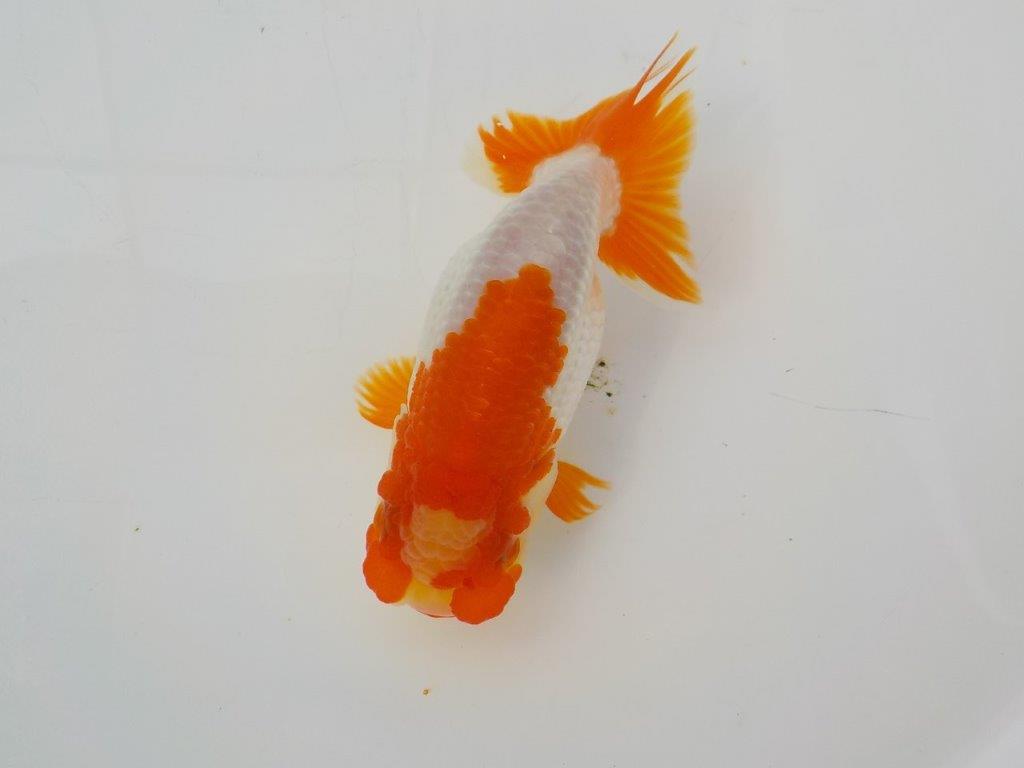 【管理魚　渡辺氏】紅白の綺麗な更紗　約１３ｃｍ　メス？