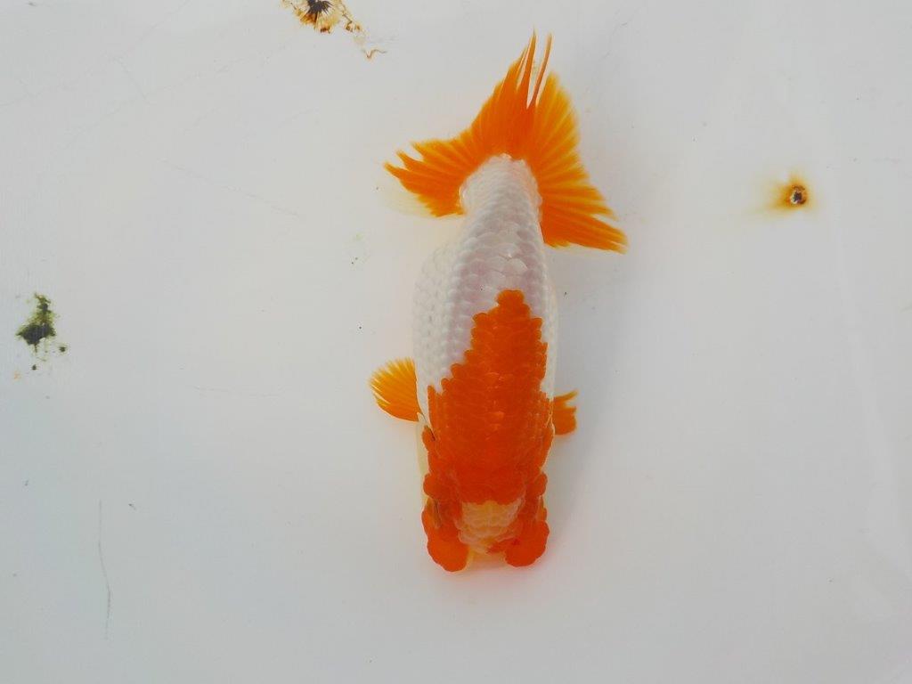 【管理魚　渡辺氏】紅白の綺麗な更紗　約１３ｃｍ　メス？