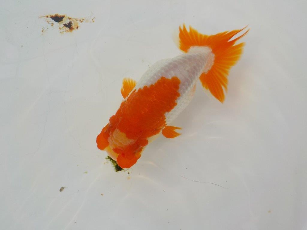 【管理魚　渡辺氏】紅白の綺麗な更紗　約１３ｃｍ　メス？