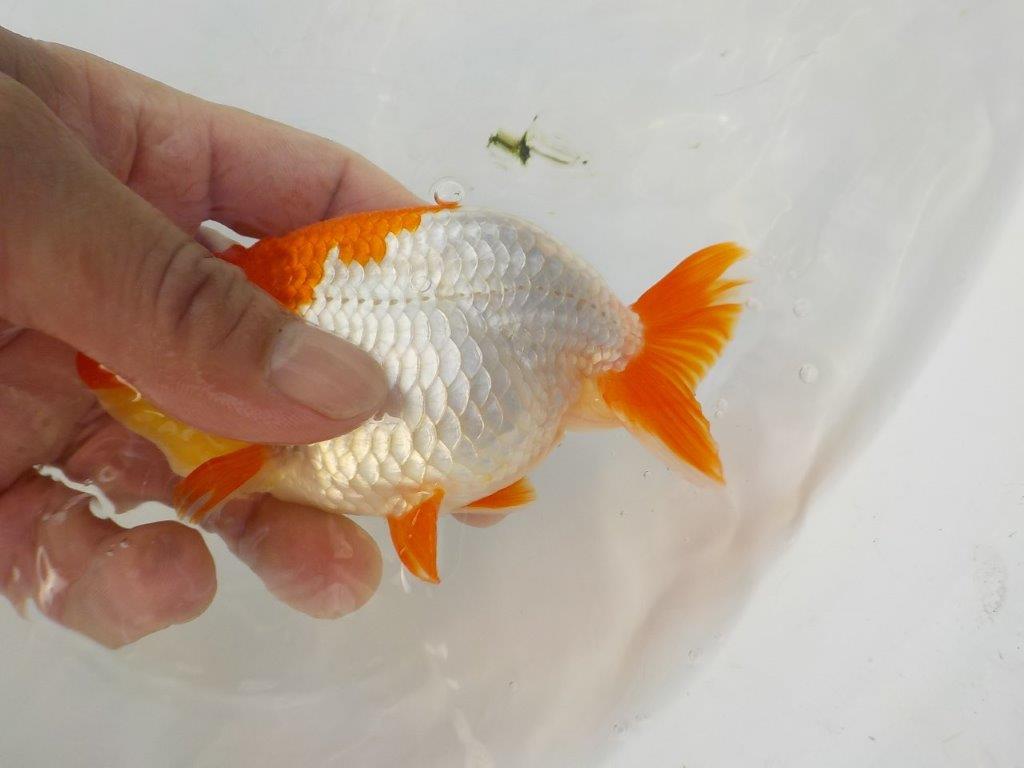 【管理魚　渡辺氏】紅白の綺麗な更紗　約１３ｃｍ　メス？