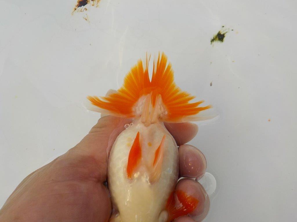 【管理魚　渡辺氏】紅白の綺麗な更紗　約１３ｃｍ　メス？