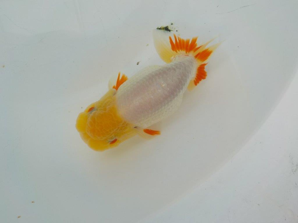 【管理魚　渡辺氏】飼い込みお勧め　約１４ｃｍ　オス