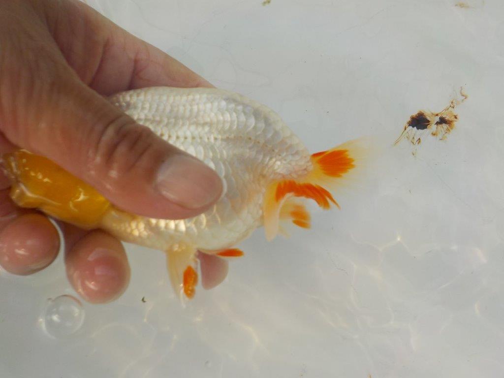 【管理魚　渡辺氏】飼い込みお勧め　約１４ｃｍ　オス