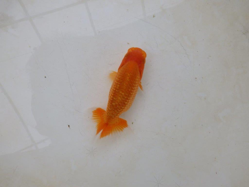 【愛知M 様】魚っぷりの良い粋な当歳らんちゅう  約10㎝