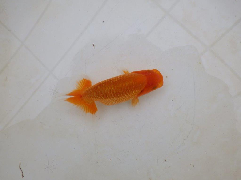 【愛知M 様】魚っぷりの良い粋な当歳らんちゅう  約10㎝