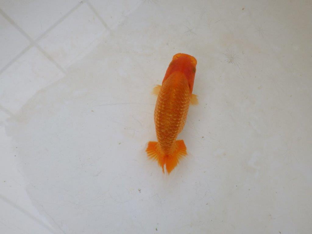 【愛知M 様】魚っぷりの良い粋な当歳らんちゅう  約10㎝