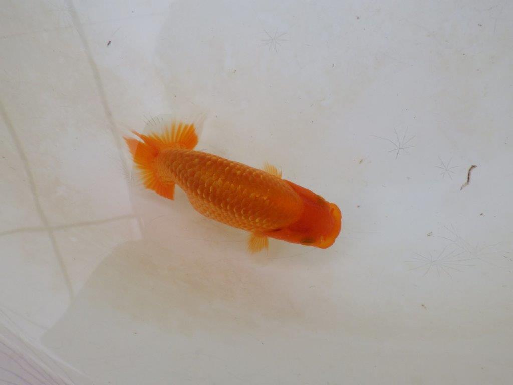 【愛知M 様】魚っぷりの良い粋な当歳らんちゅう  約10㎝