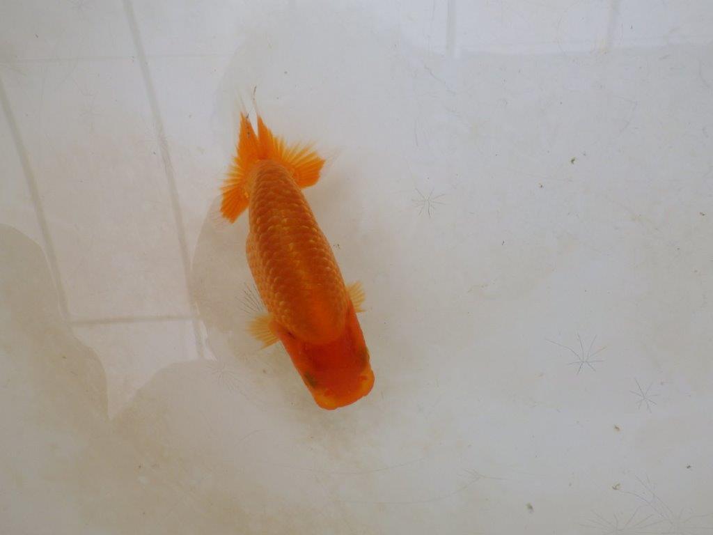 【愛知M 様】魚っぷりの良い粋な当歳らんちゅう  約10㎝